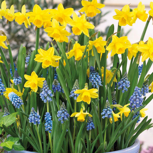 Patio Pack - Narcissus and Muscari (Pack of 25)