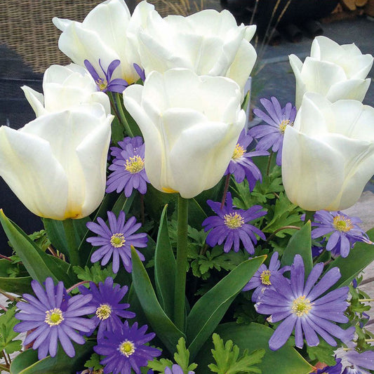 Patio Pack - Anemone Blue and Tulip White (Pack of 20)