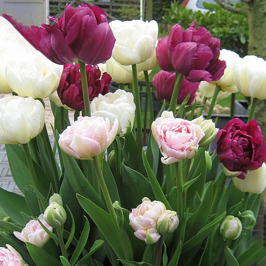 Patio Pack - Tulip Double Pink, Purple and White (Pack of 12)