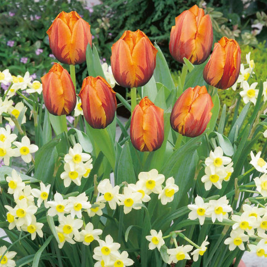 Patio Pack - Tulip Orange and Narcissus Cream (Pack of 20)