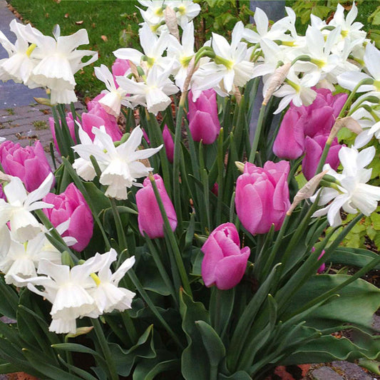 Patio Pack - Tulip Pink and Narcissus White (Pack of 20)