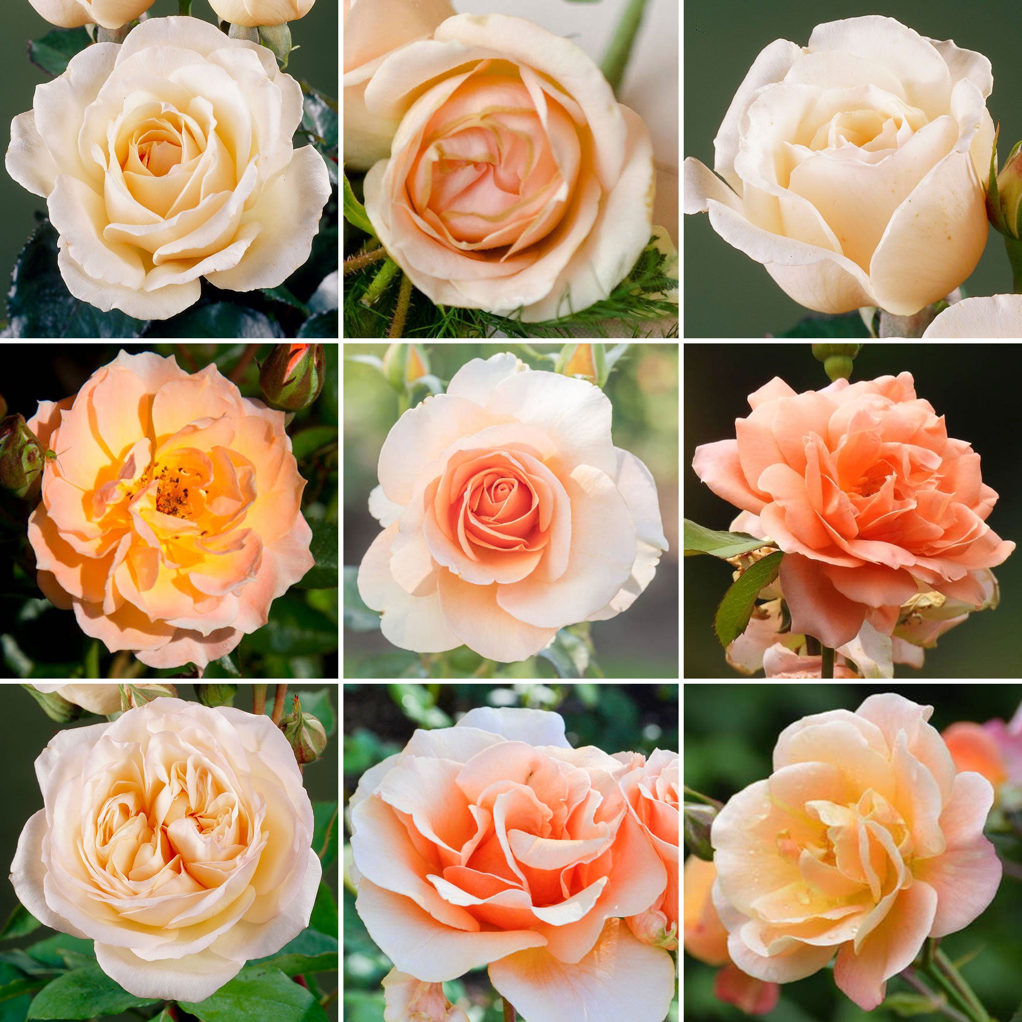 Potted Rose - Apricot – 247plants