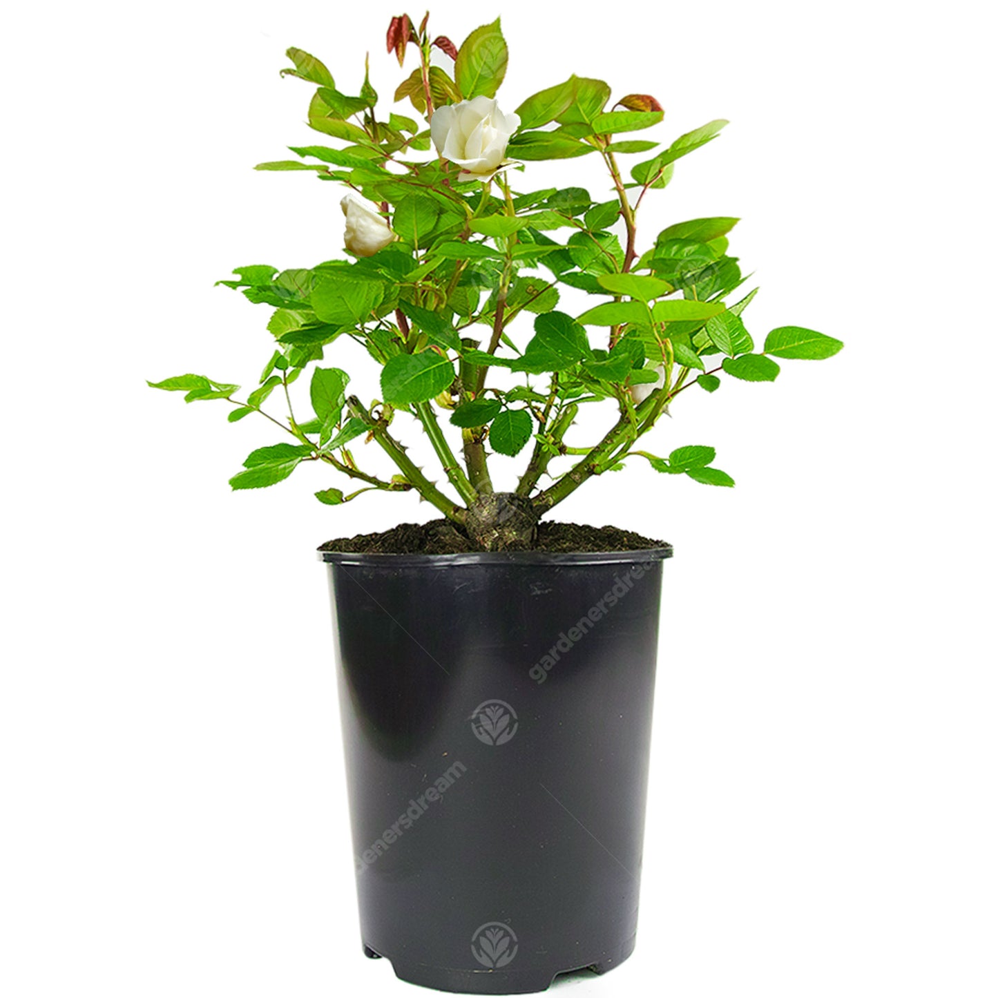 Potted Rose - Apricot