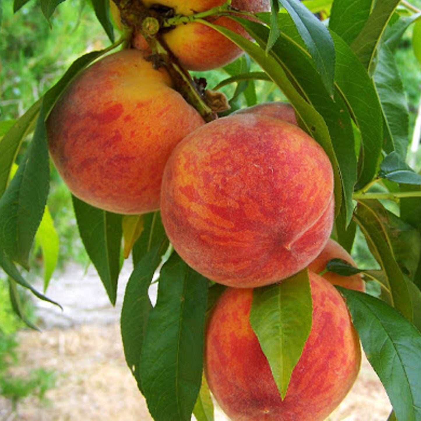 Peach Suncrest Tree (7.5L,4-5ft)