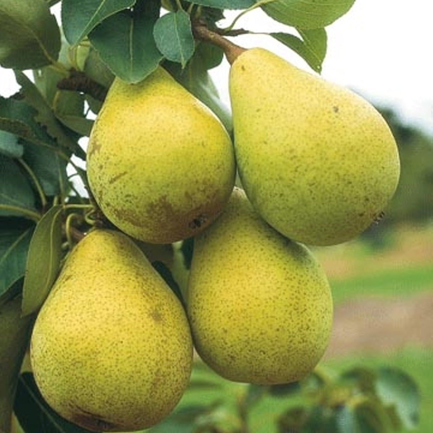 Pear Beth (12L, 4-5ft)