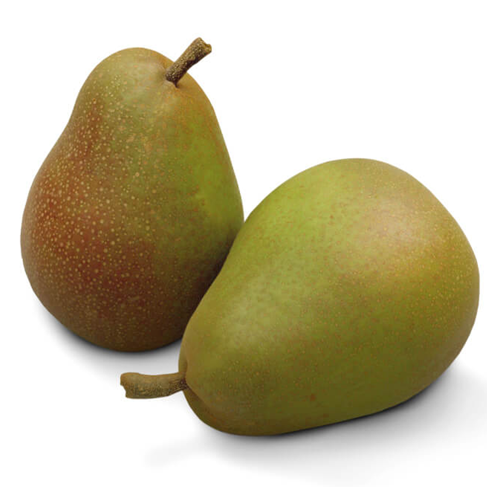 Pear Buerre Hardy (12L, 4-5ft)