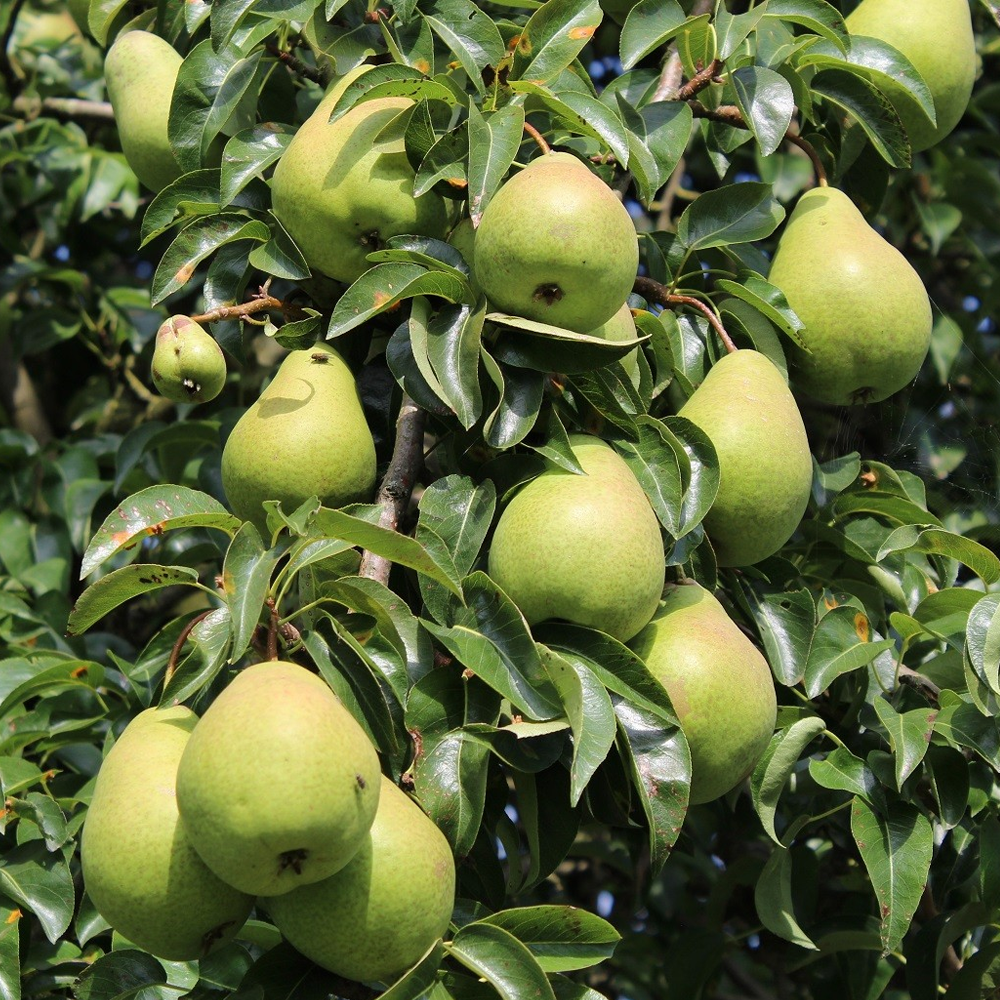 Pear Buerre Hardy (12L, 4-5ft)