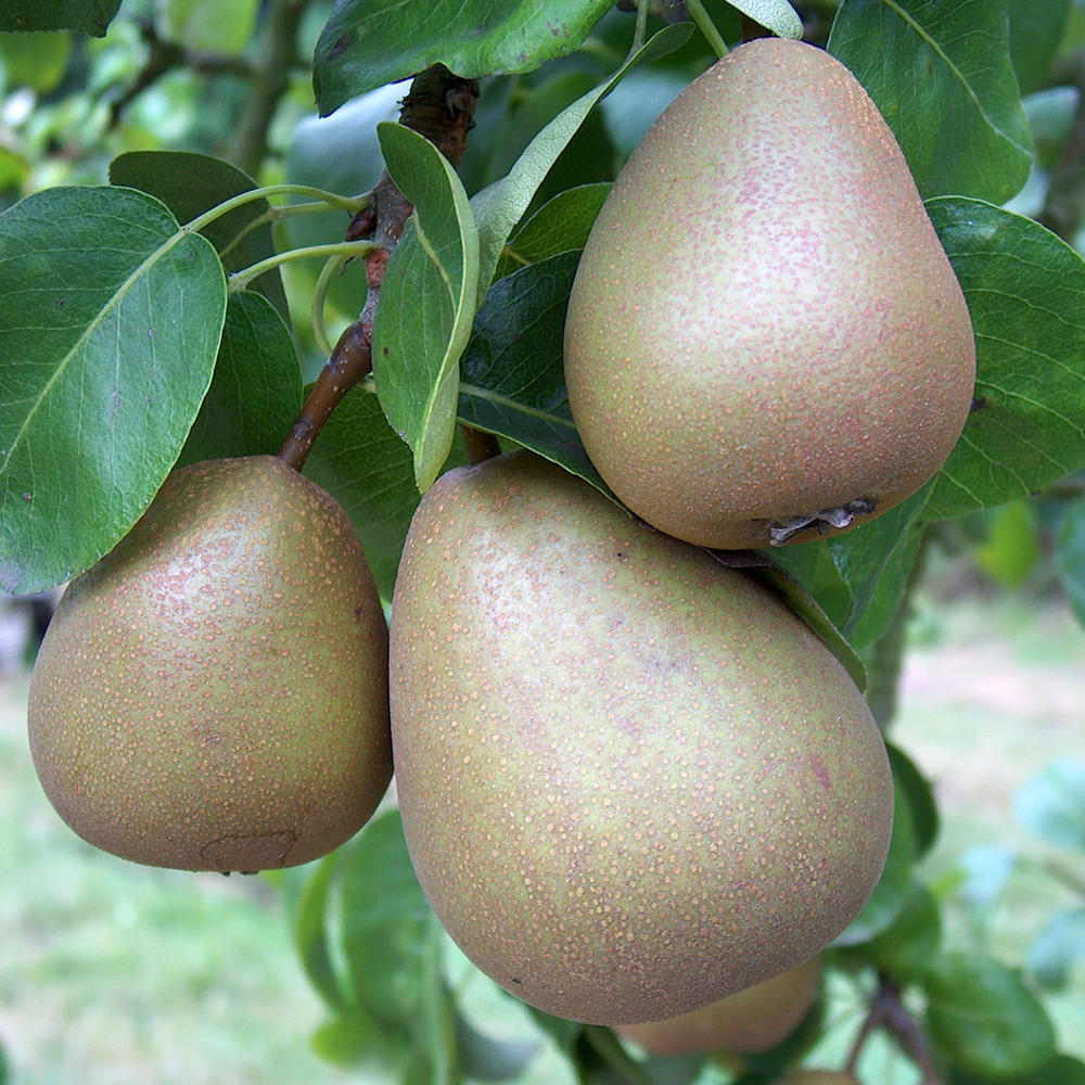 Pear Buerre Hardy (12L, 4-5ft)