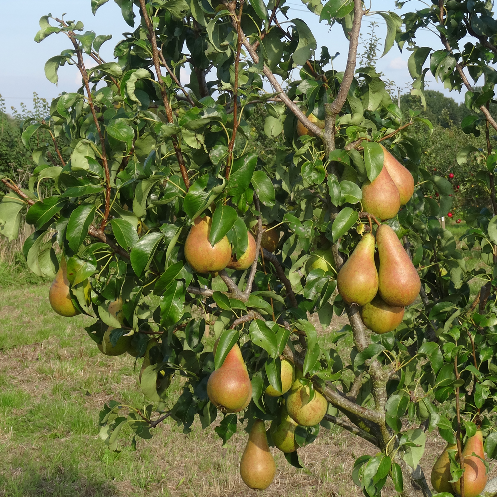 Pear Concorde (12L, 4-5ft)