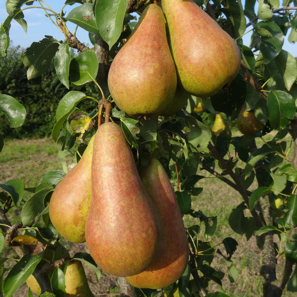 Pear Concorde (12L, 4-5ft)