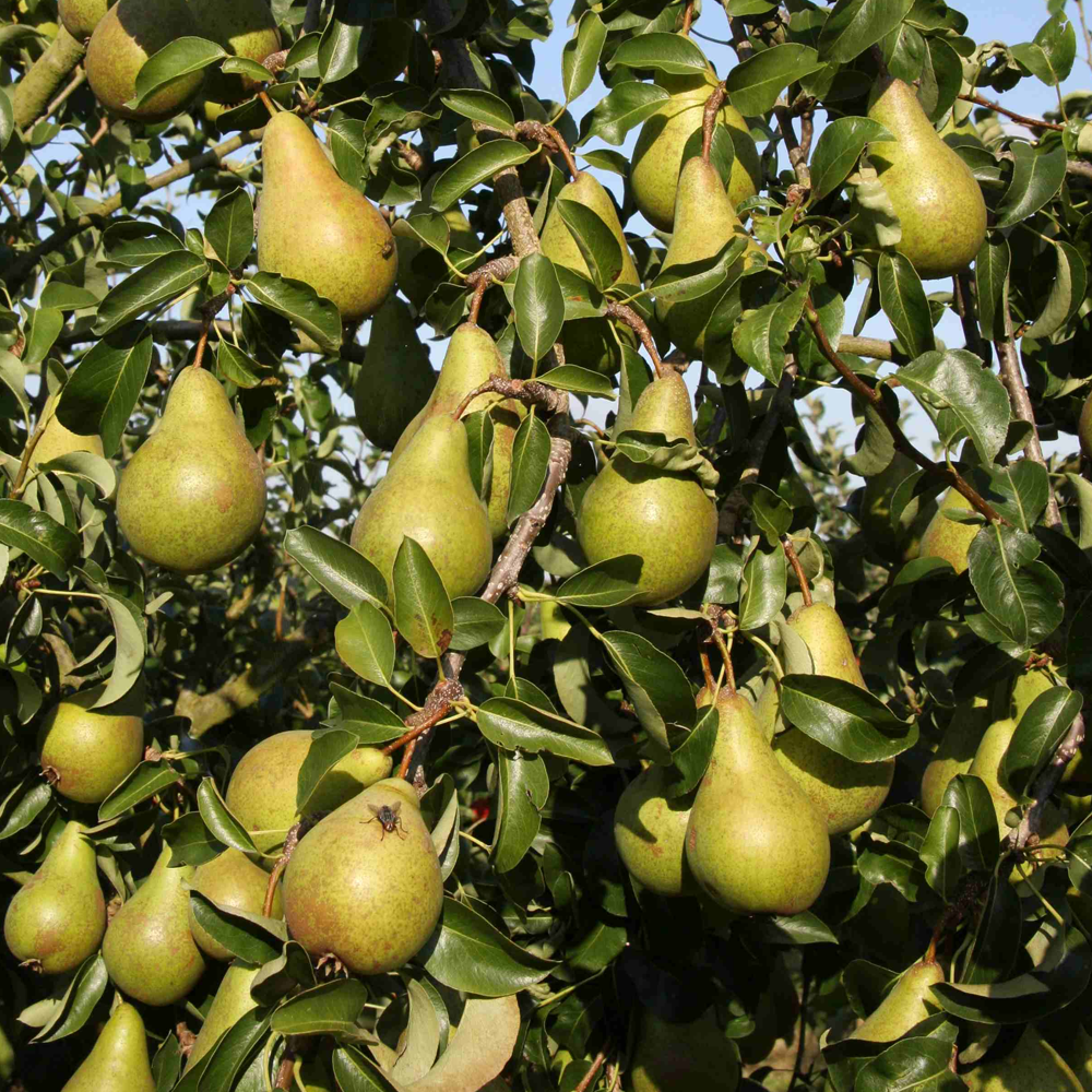 Pear Concorde (12L, 4-5ft)