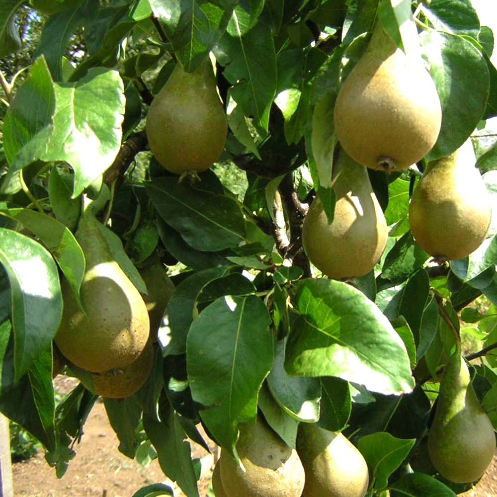 Pear Concorde (12L, 4-5ft)