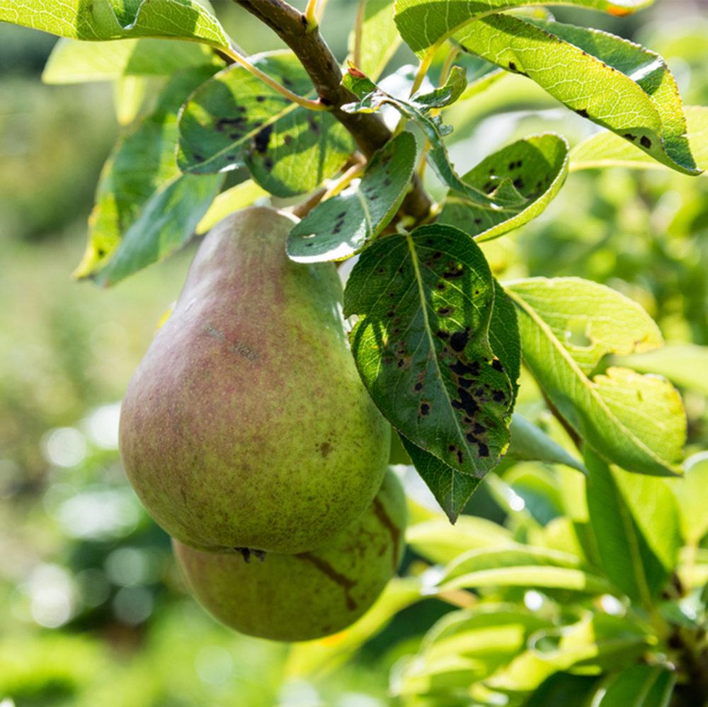 Pear William's Bon Chretien (12L, 4-5ft)