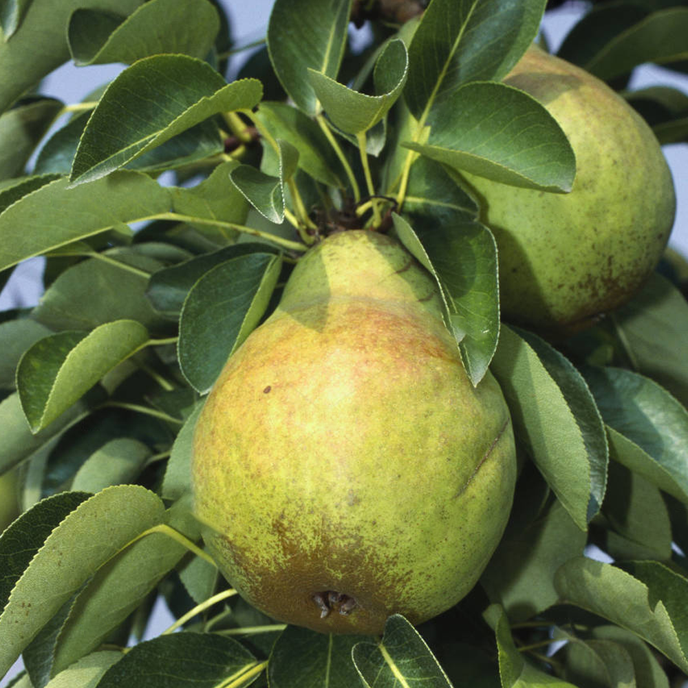 Pear William's Bon Chretien (12L, 4-5ft)
