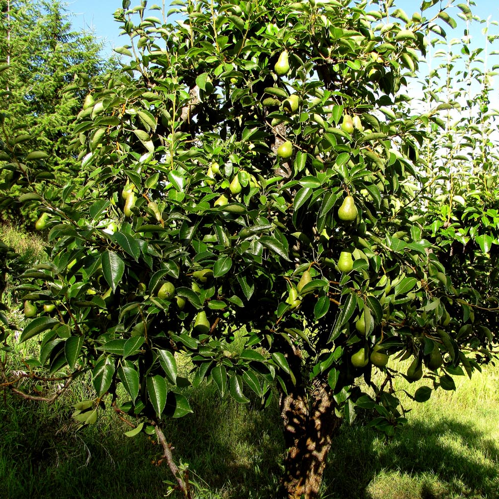 Pear William's Bon Chretien (12L, 4-5ft)
