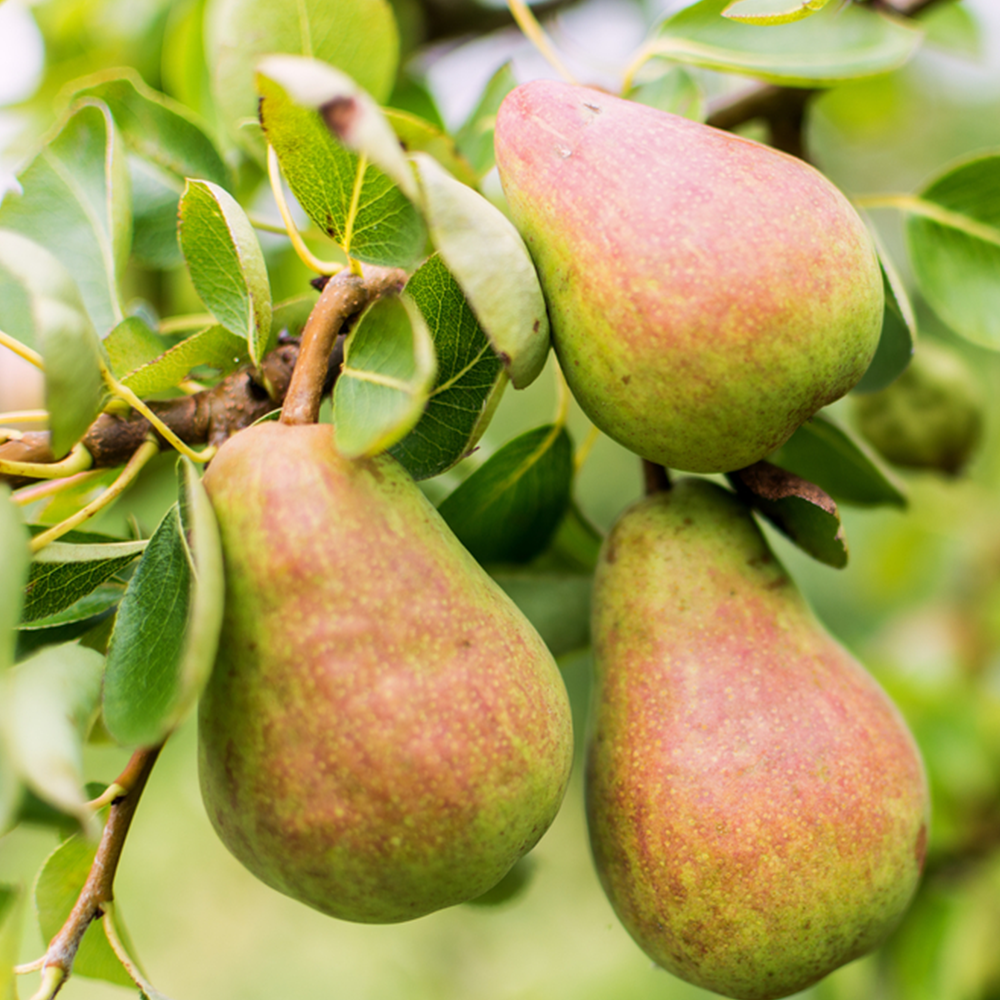 Pear William's Bon Chretien (12L, 4-5ft)