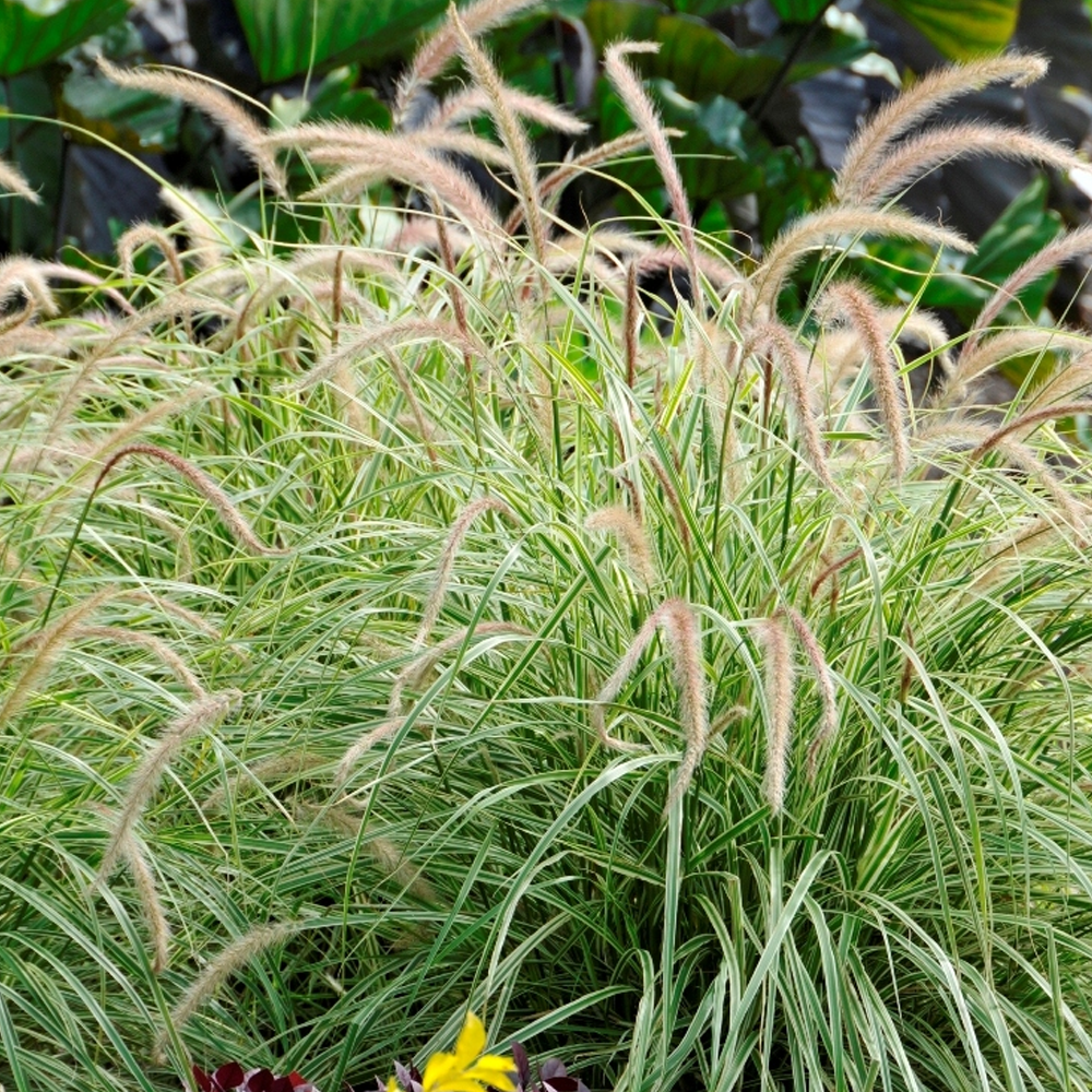 Pennisetum Sky Rocket (9cm)