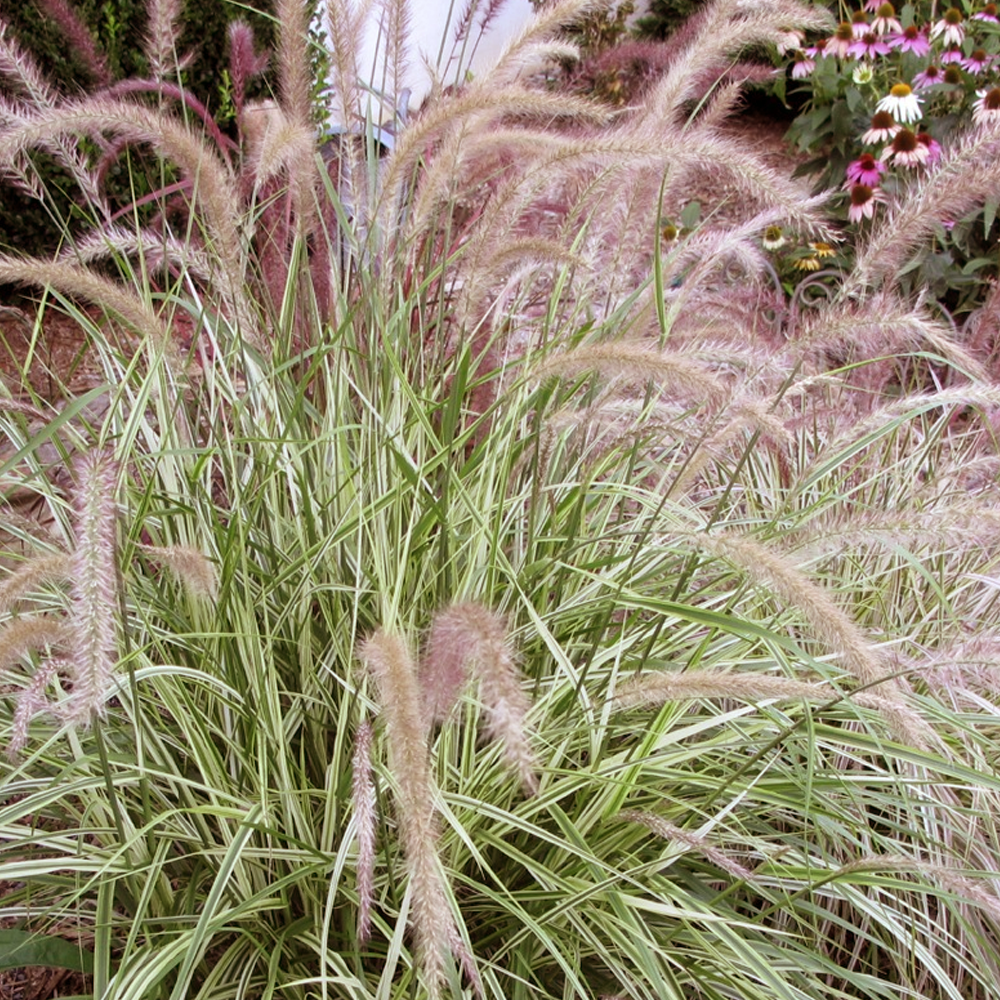 Pennisetum Sky Rocket (9cm)