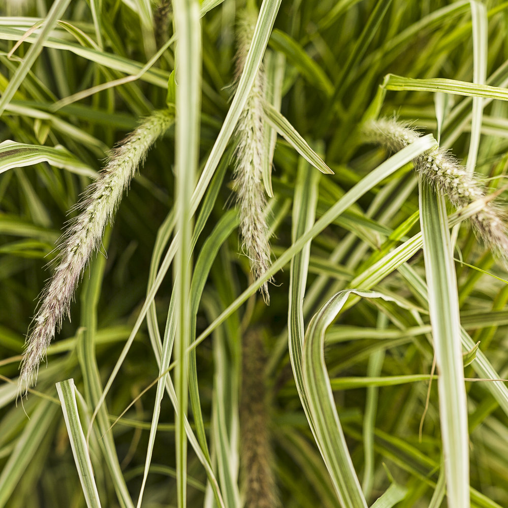 Pennisetum Sky Rocket (9cm)