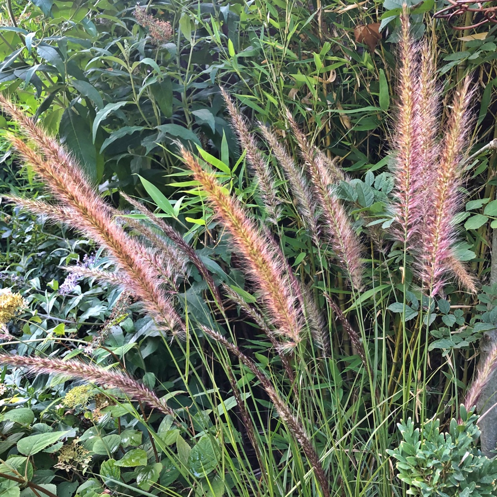 Pennisetum Sky Rocket (9cm)