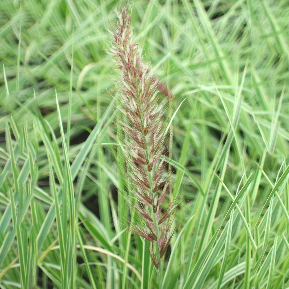 Pennisetum Sky Rocket (9cm)
