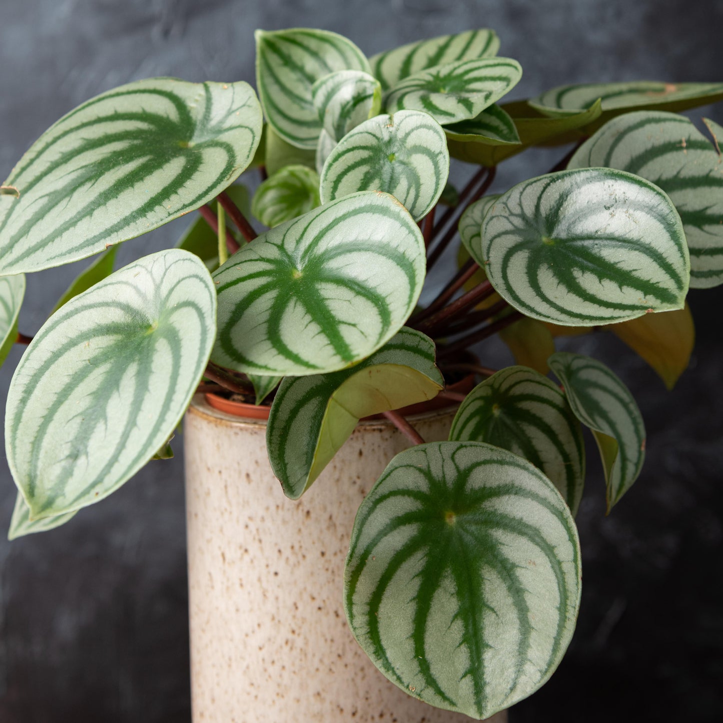 Peperomia Argyreia (12cm) V2