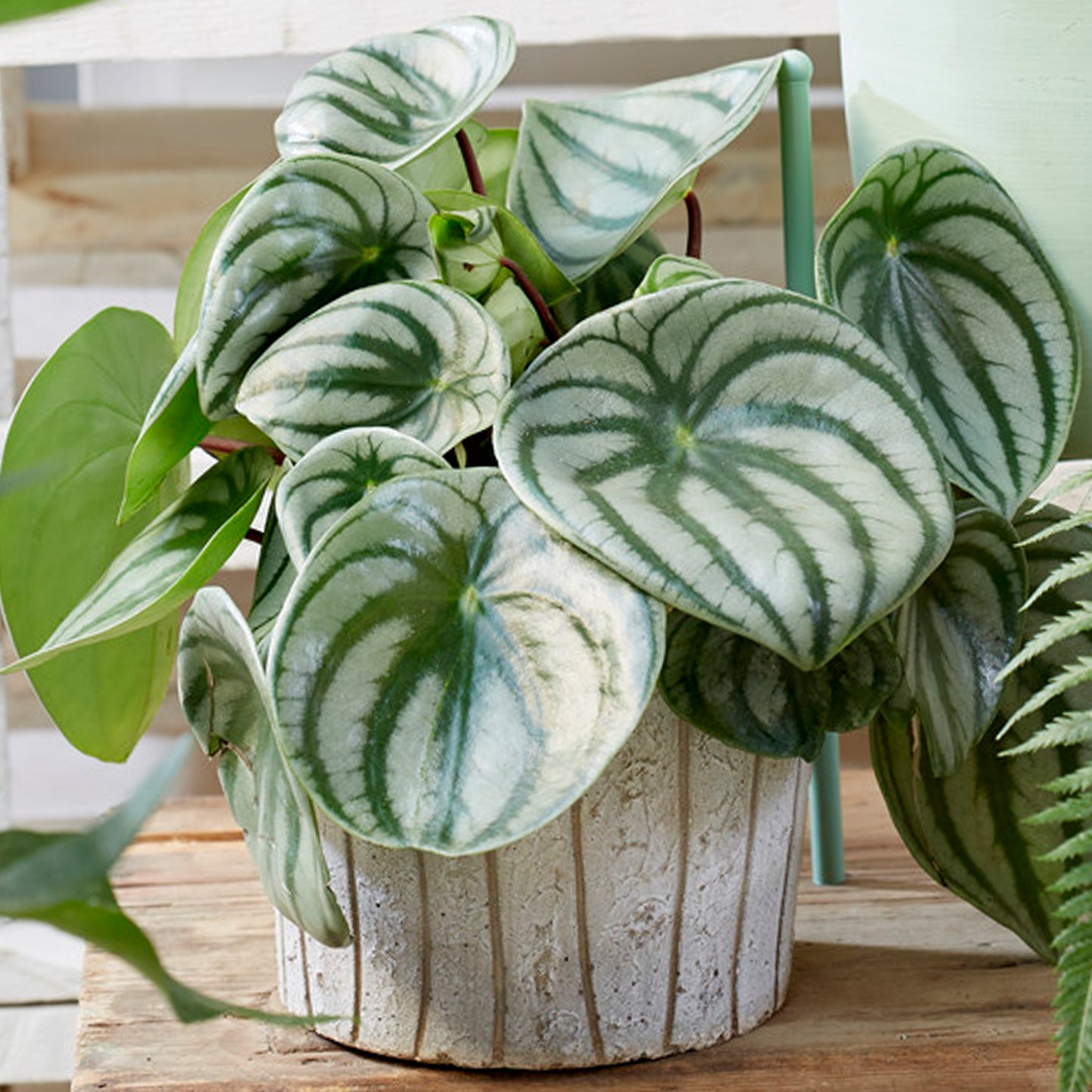 Peperomia Argyreia (12cm) V5