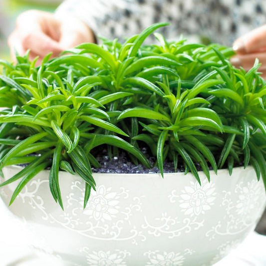 Peperomia Happy Bean (12cm) V1