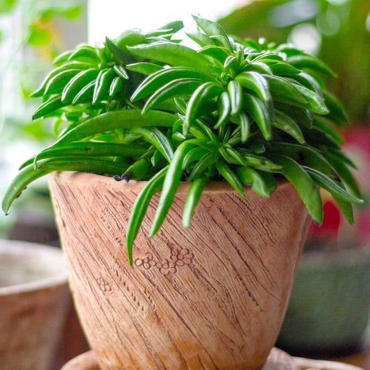 Peperomia Happy Bean (12cm) V2