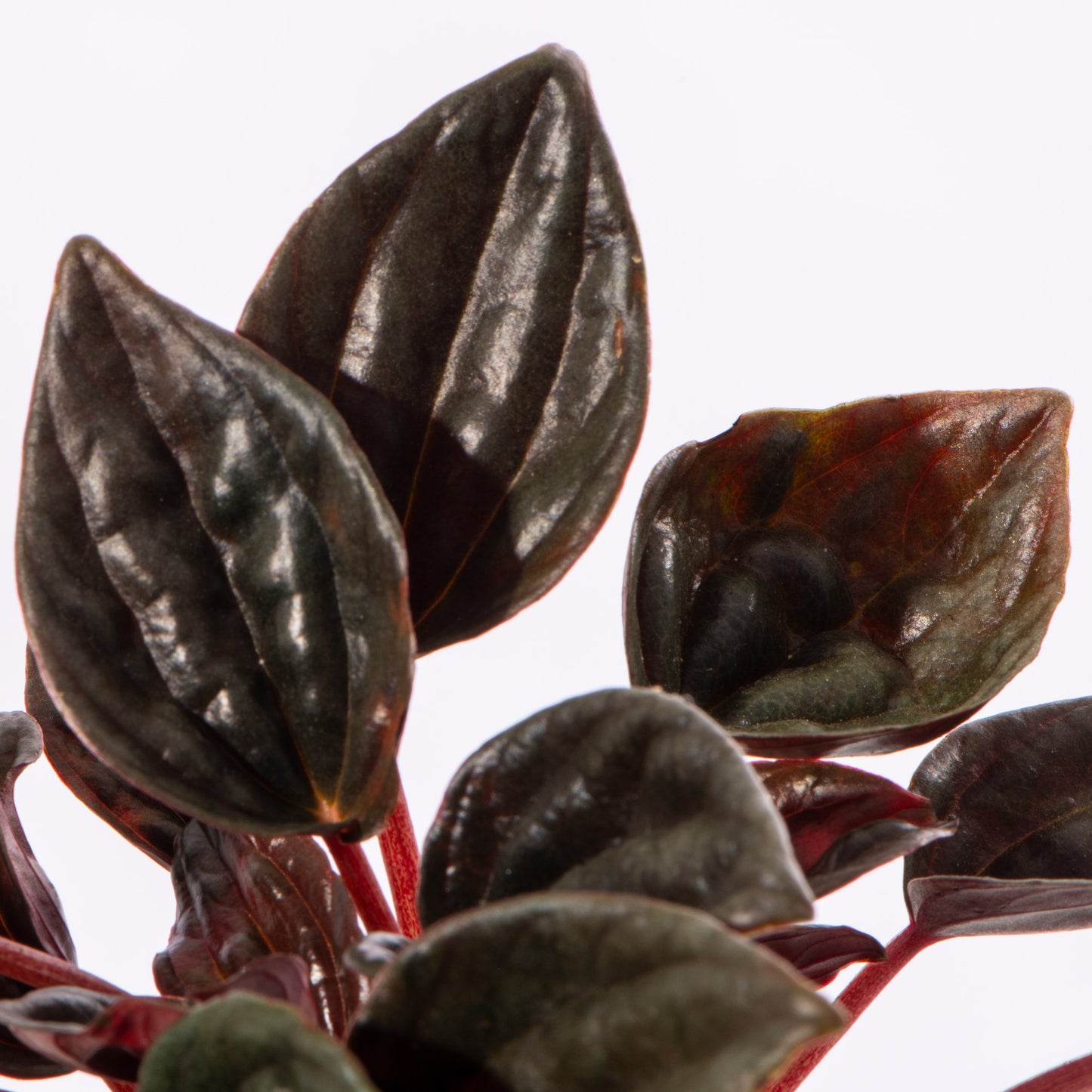 Baby Plants - Peperomia Caperata Brasilia