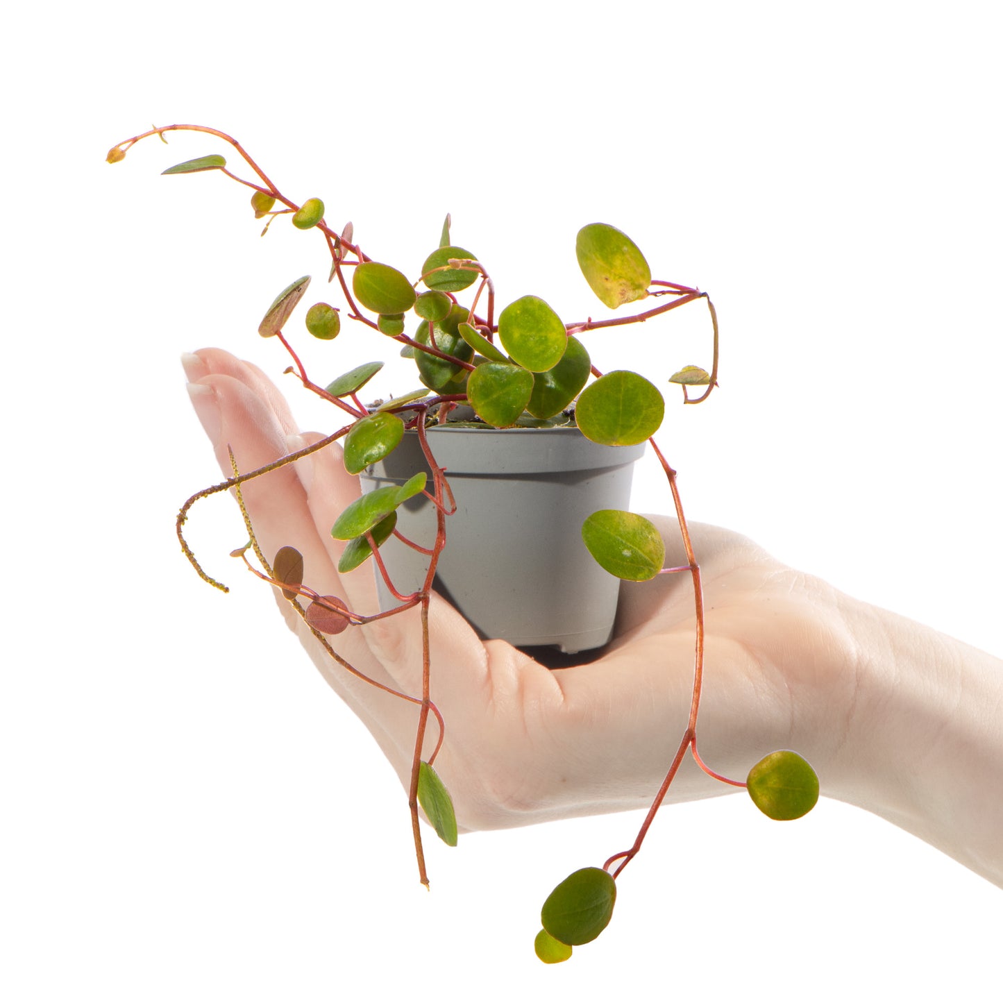 Baby Plants - Peperomia Pepperspot