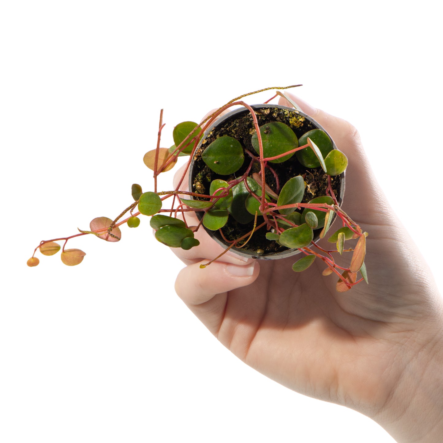 Baby Plants - Peperomia Pepperspot