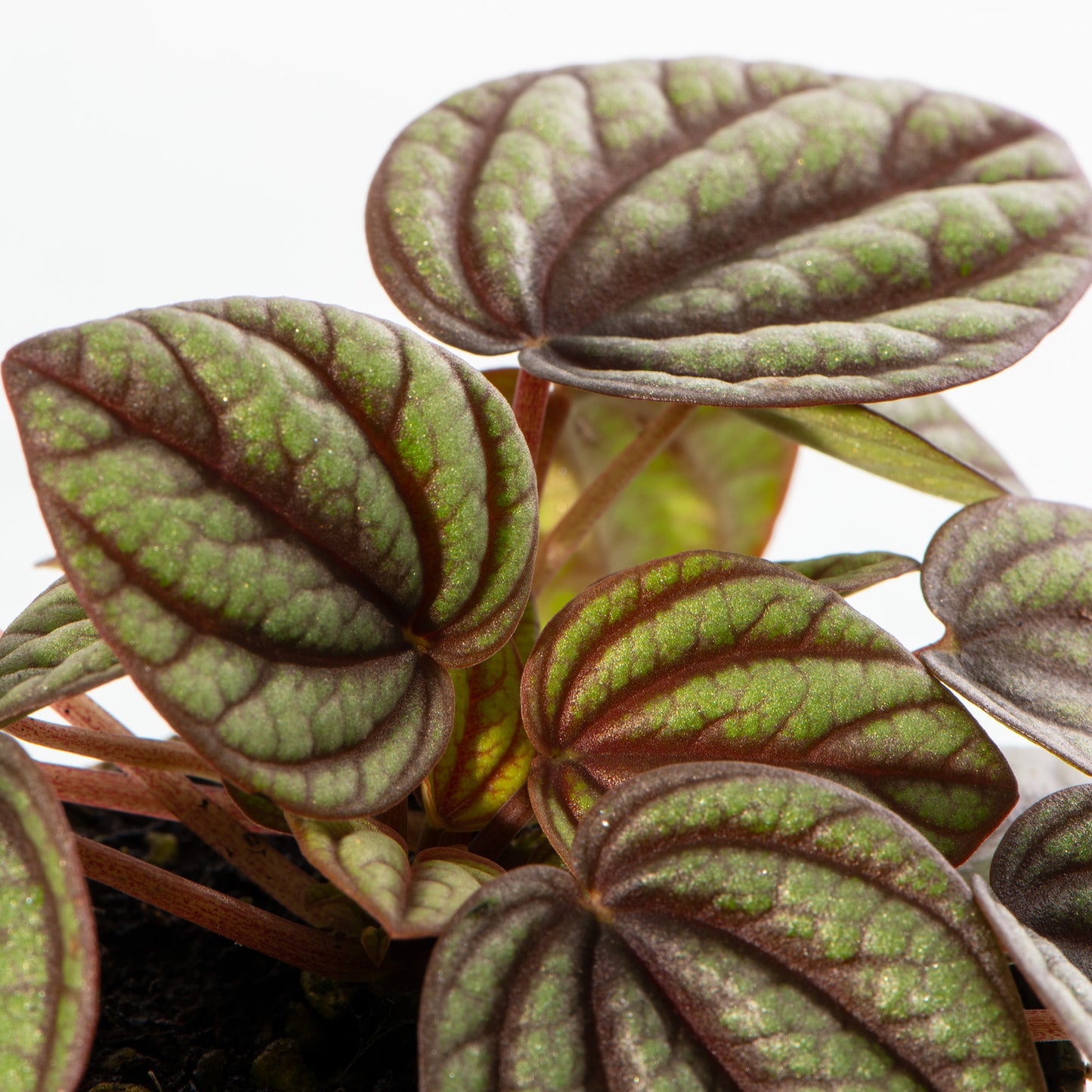 Baby Plants - Peperomia Piccolo Banda