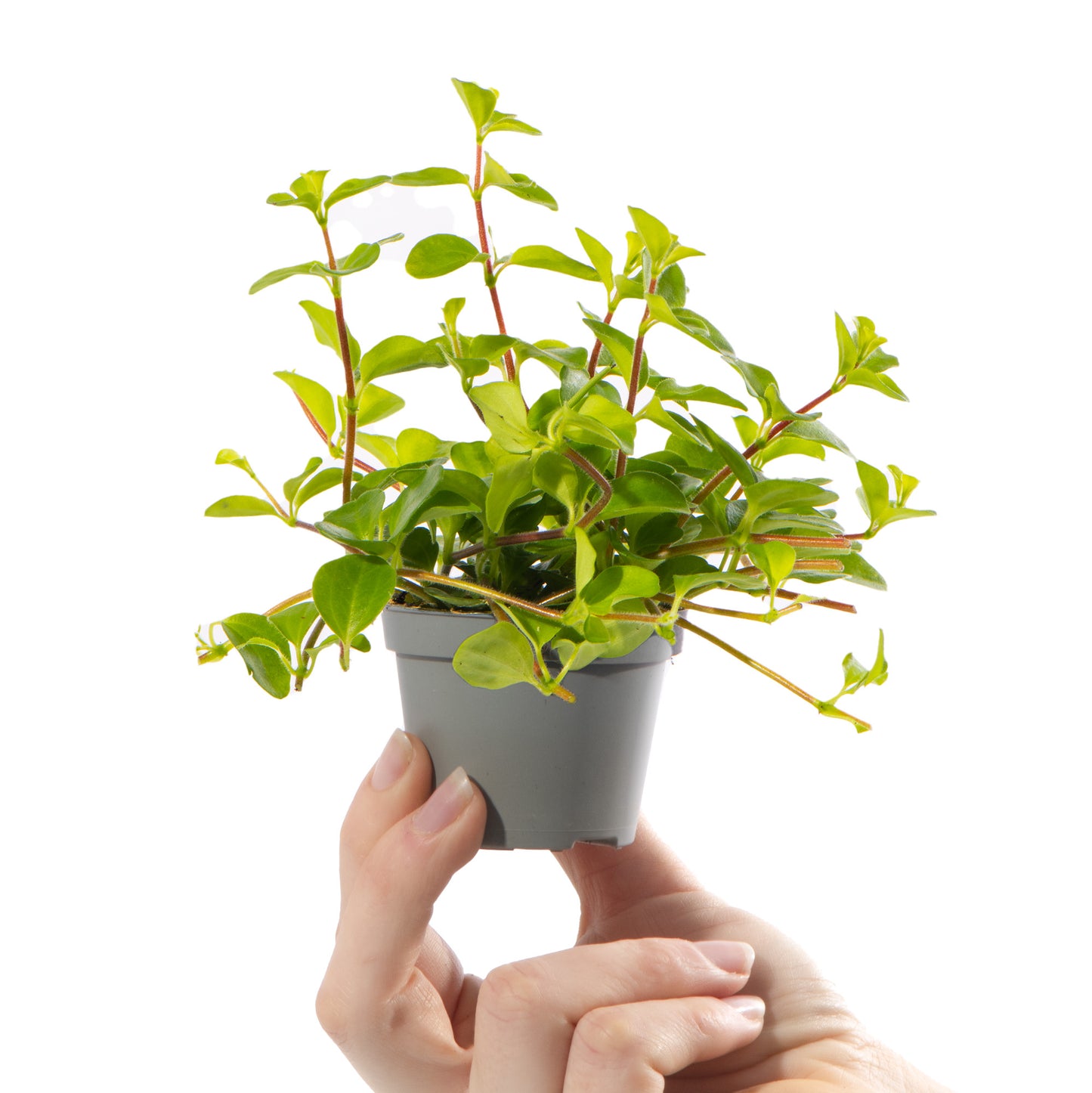 Baby Plants - Peperomia Rotundifolia