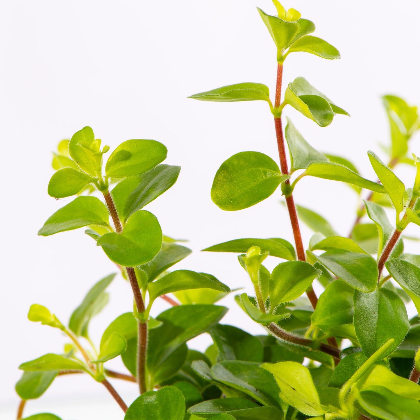 Baby Plants - Peperomia Rotundifolia