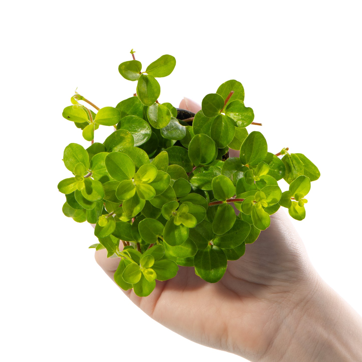 Baby Plants - Peperomia Rotundifolia