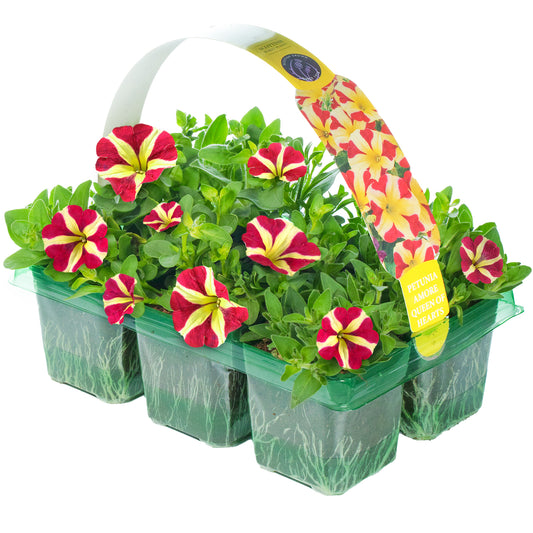 Basket Plants - Petunia Amore Queen of Hearts (6 Pack)