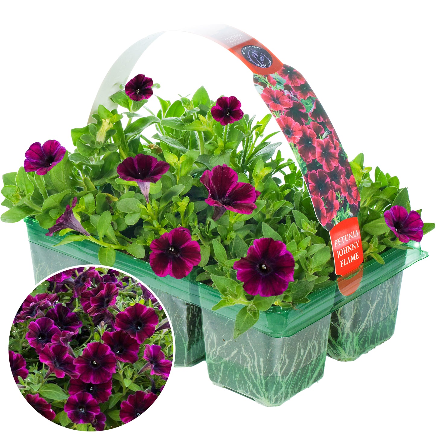 Basket Plants - Petunia Johnny Flame (6 Pack)