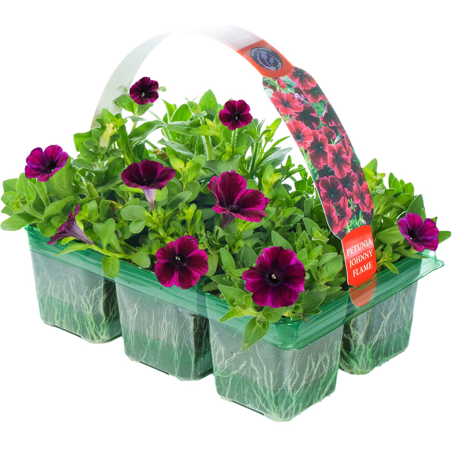 Basket Plants - Petunia Johnny Flame (6 Pack)