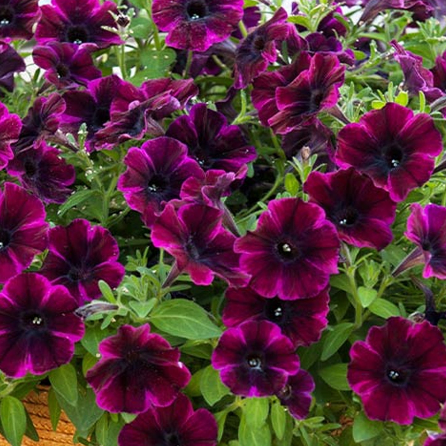 Basket Plants - Petunia Johnny Flame (6 Pack)