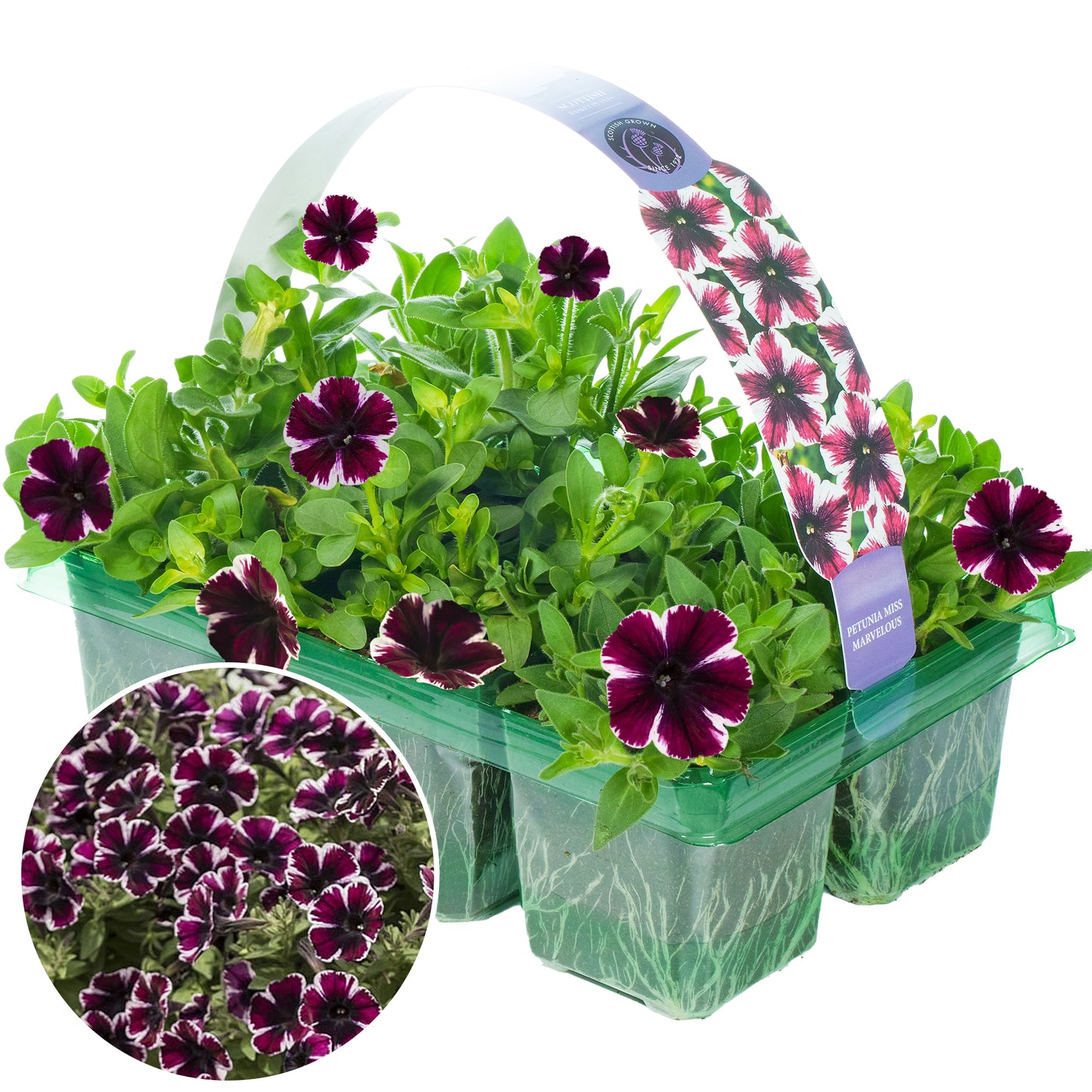 Basket Plants - Petunia Miss Marvelous (6 Pack)