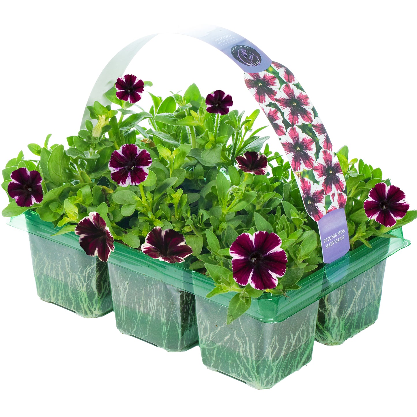 Basket Plants - Petunia Miss Marvelous (6 Pack)