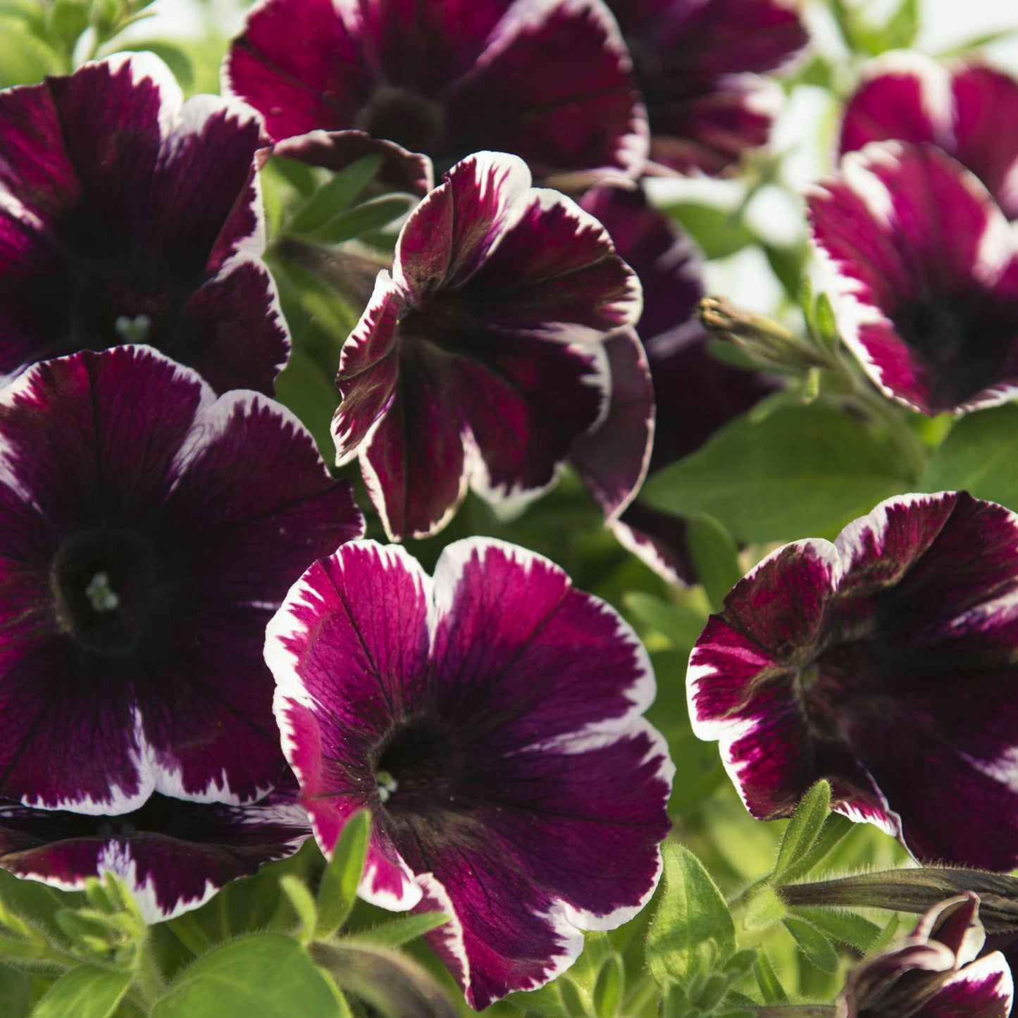 Basket Plants - Petunia Miss Marvelous (6 Pack)