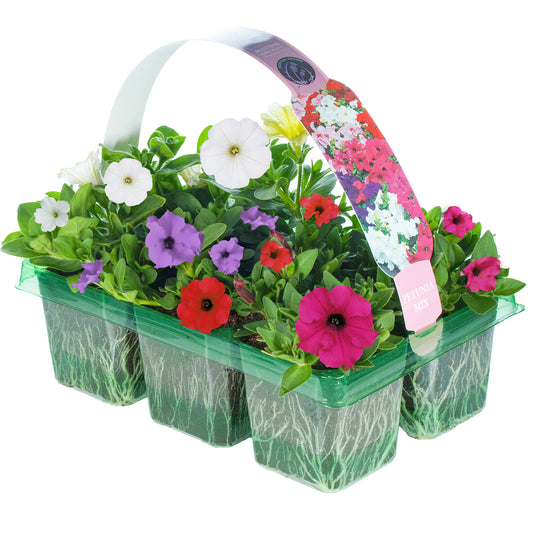 Basket Plants - Petunia Mixed Variety (6 Pack)