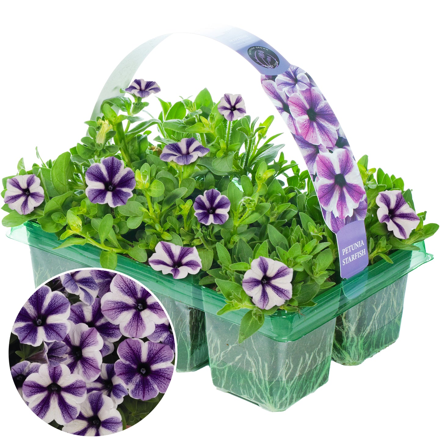 Basket Plants - Petunia Starfish (6 Pack)