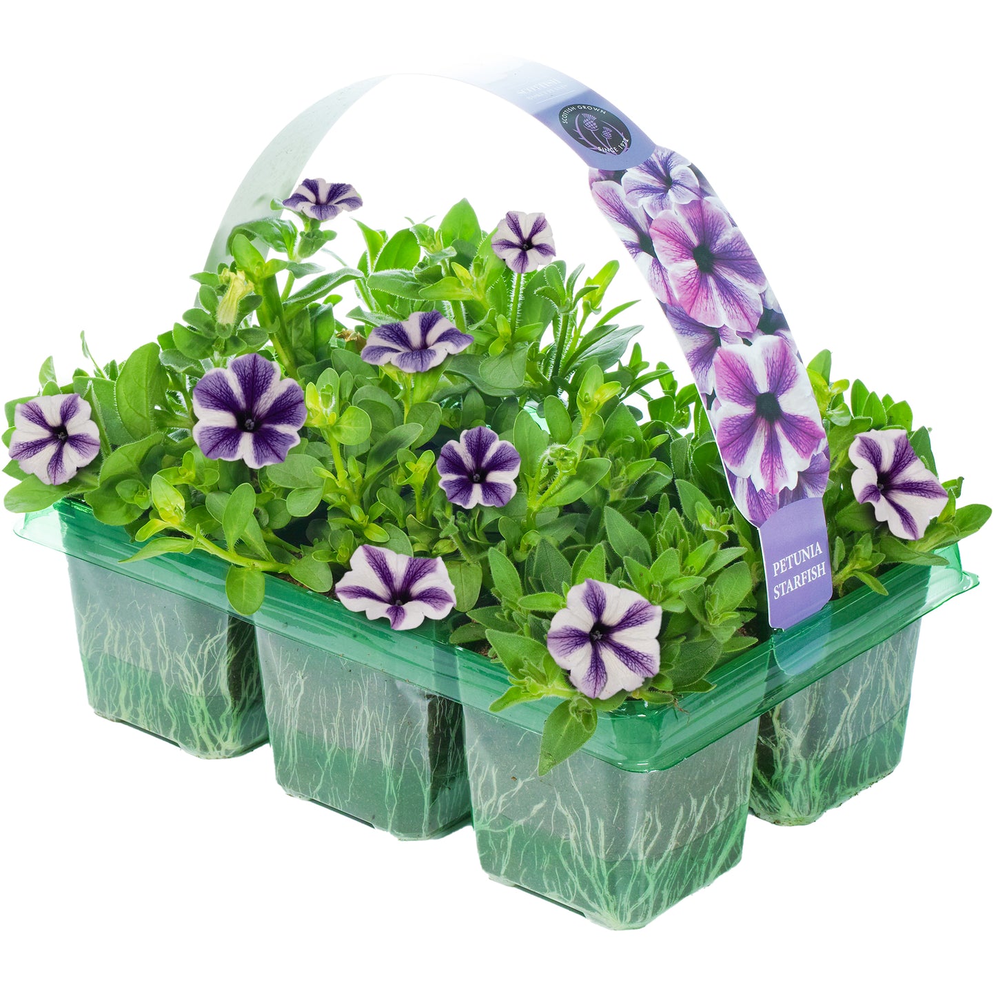 Basket Plants - Petunia Starfish (6 Pack)