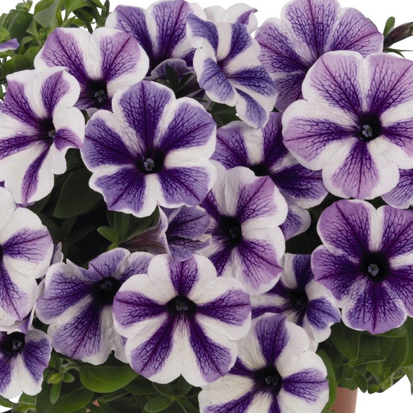 Basket Plants - Petunia Starfish (6 Pack)