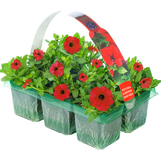 Basket Plants - Petunia Surfinia Deep Red (6 Pack)