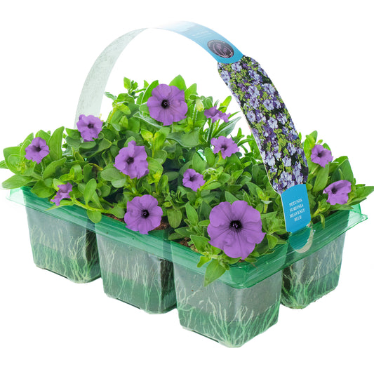Basket Plants - Petunia Surfinia Heavenly Blue (6 Pack)
