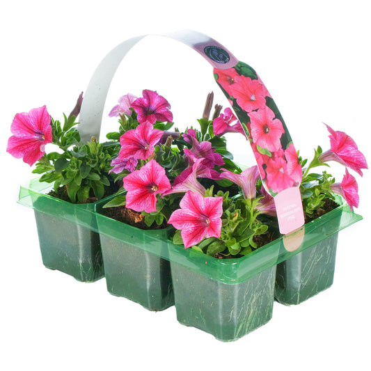 Basket Plants - Petunia Hot Pink Touch (6 Pack)